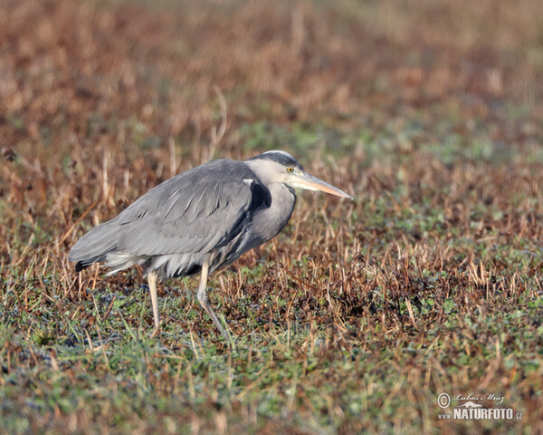 Fischreiher (Ardea cinerea)