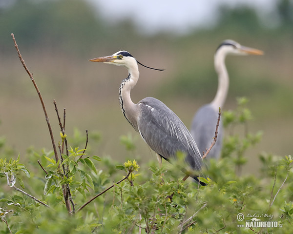 Fischreiher (Ardea cinerea)