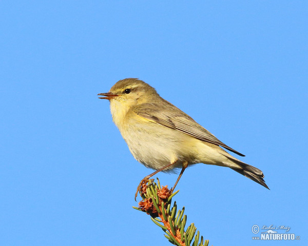 Fitis (Phylloscopus trochilus)