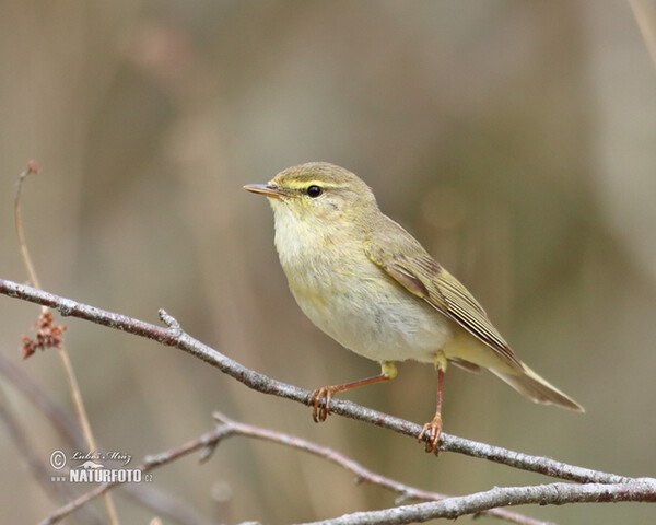 Fitis (Phylloscopus trochilus)