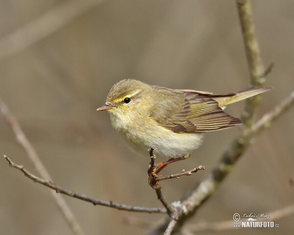 Fitis (Phylloscopus trochilus)