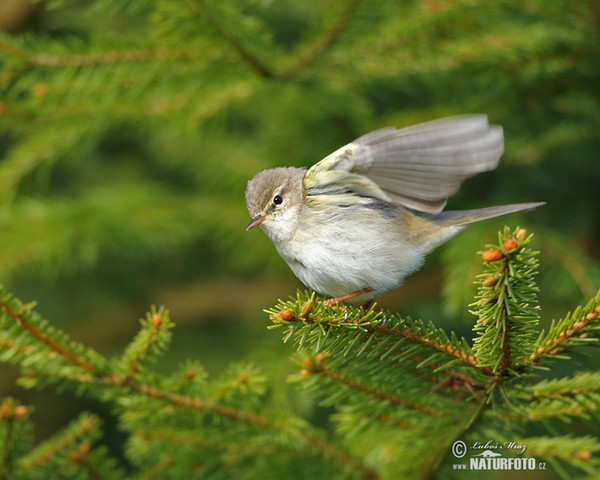 Fitis (Phylloscopus trochilus)