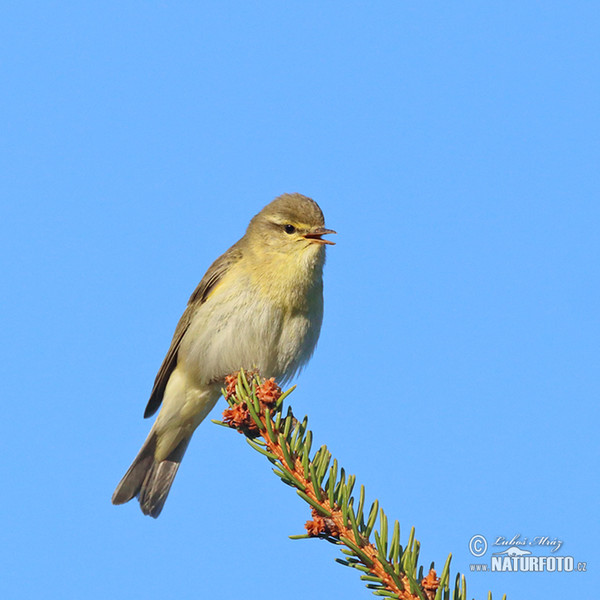 Fitis (Phylloscopus trochilus)