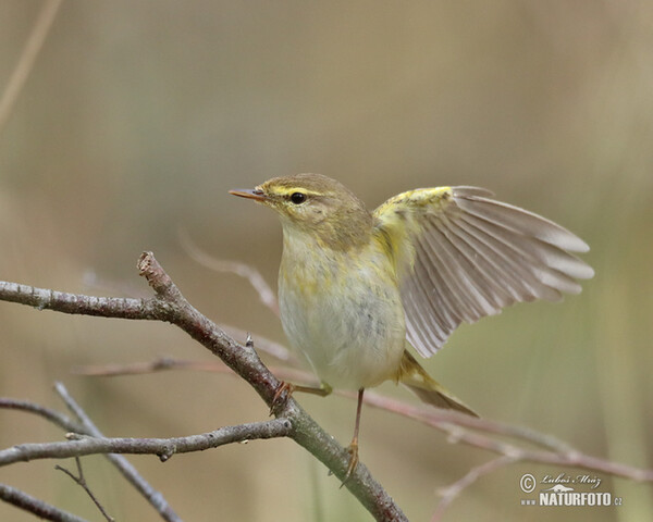 Fitis (Phylloscopus trochilus)