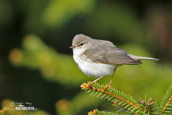 Fitis (Phylloscopus trochilus)