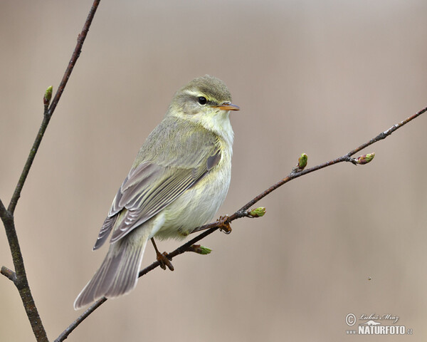 Fitis (Phylloscopus trochilus)