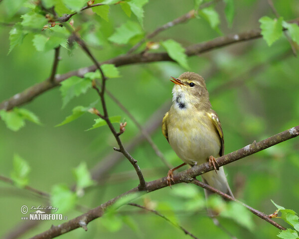 Fitis (Phylloscopus trochilus)
