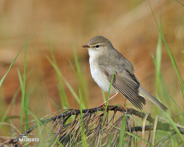 Fitis (Phylloscopus trochilus)