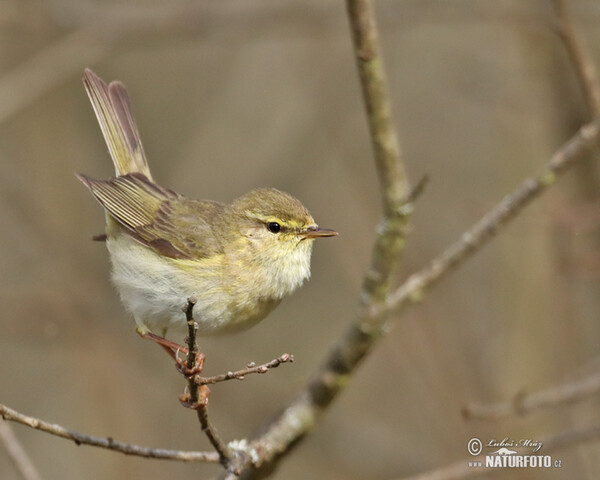 Fitis (Phylloscopus trochilus)