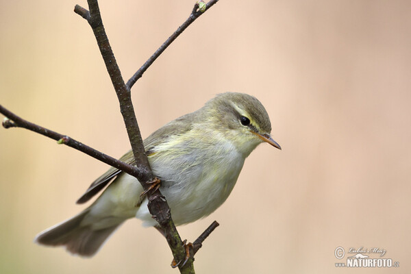 Fitis (Phylloscopus trochilus)