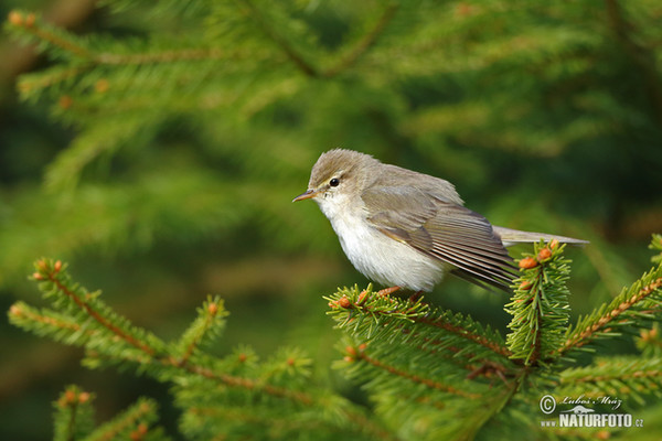 Fitis (Phylloscopus trochilus)