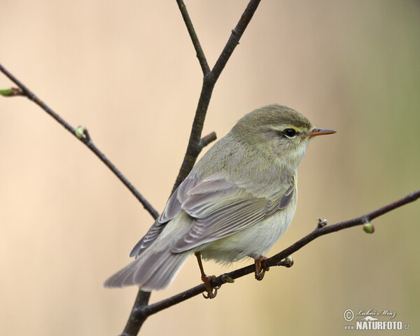 Fitis (Phylloscopus trochilus)