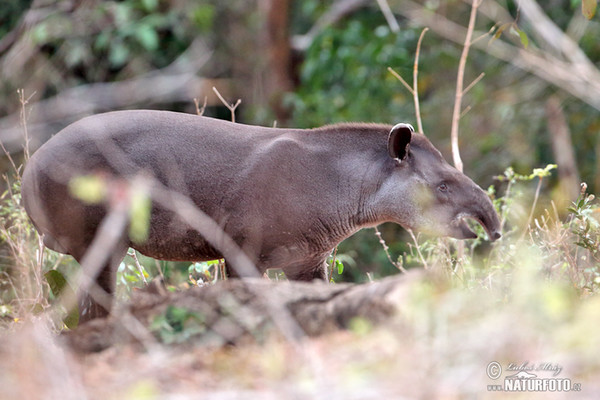 Flachlandtapir (Tapirus terrestris)