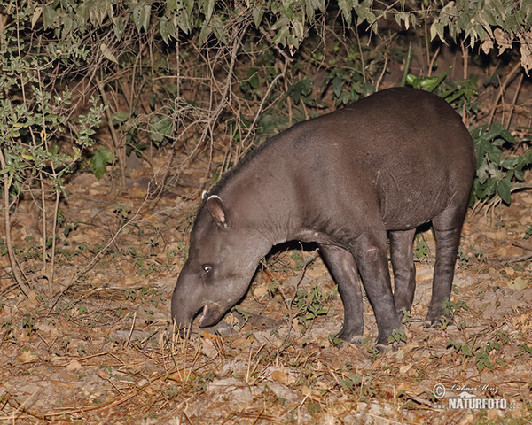 Flachlandtapir (Tapirus terrestris)