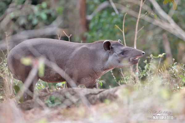 Flachlandtapir (Tapirus terrestris)