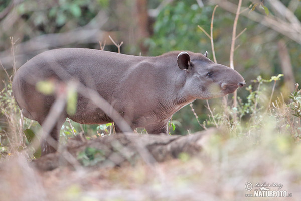 Flachlandtapir (Tapirus terrestris)