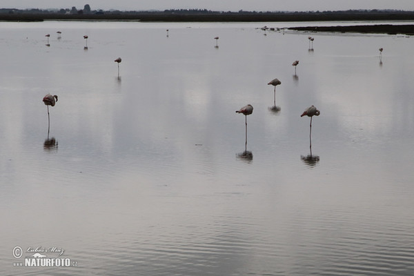 Flamingo (Phoenicopterus roseus)