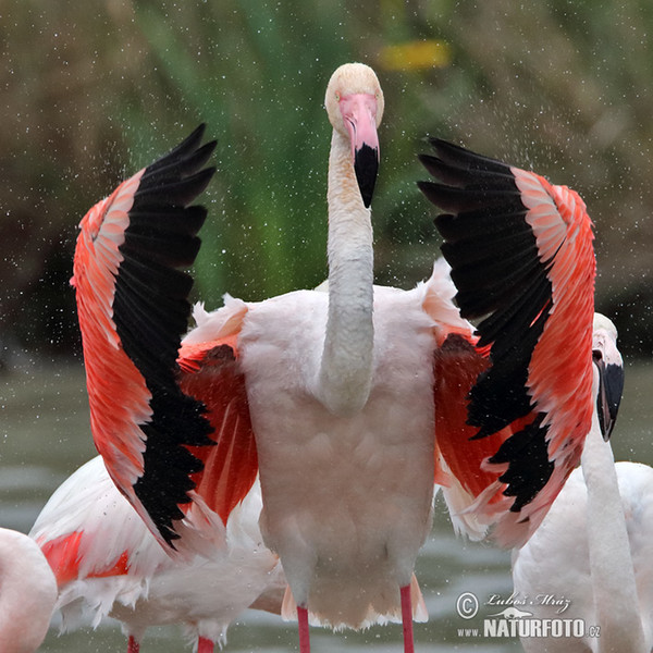 Flamingo (Phoenicopterus roseus)