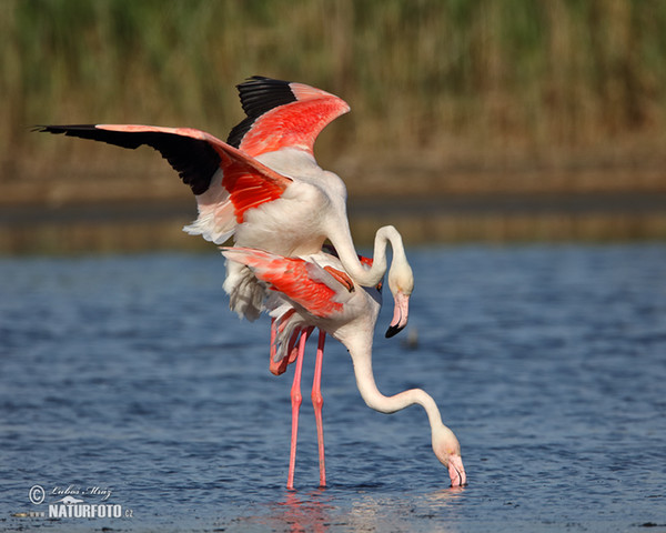 Flamingo (Phoenicopterus roseus)