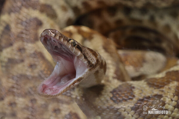 Fleckenpython (Antaresia maculosa)