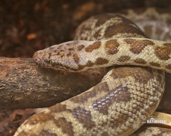 Fleckenpython (Antaresia maculosa)