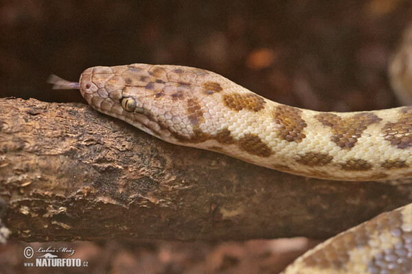 Fleckenpython (Antaresia maculosa)