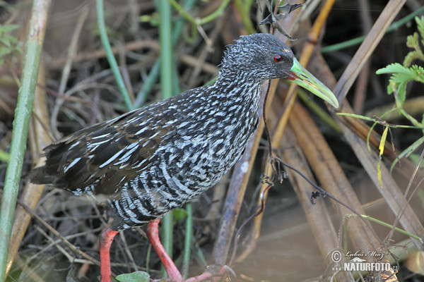 Fleckenralle (Pardirallus maculatus)