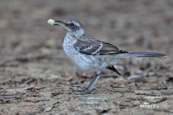 Floreanaspotteddrossel (Mimus trifasciatus)