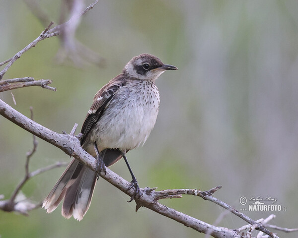 Floreanaspotteddrossel (Mimus trifasciatus)