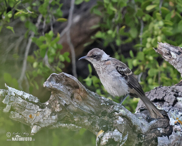 Floreanaspotteddrossel (Mimus trifasciatus)