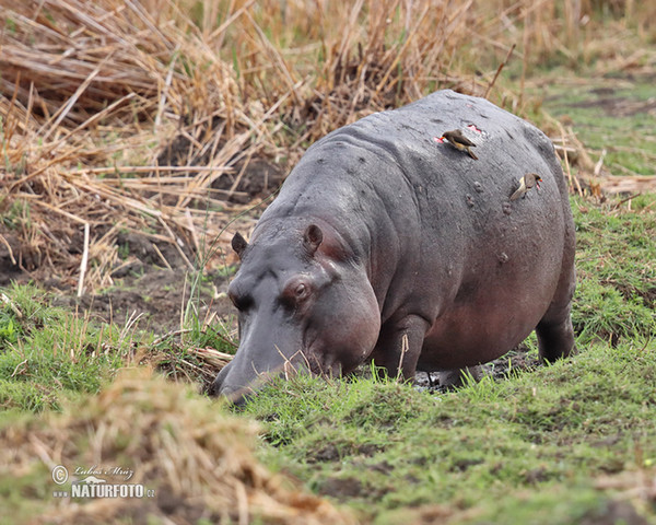 Flusspferd (Hippopotamus amphibius)