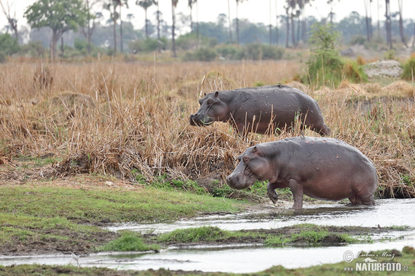 Flusspferd (Hippopotamus amphibius)