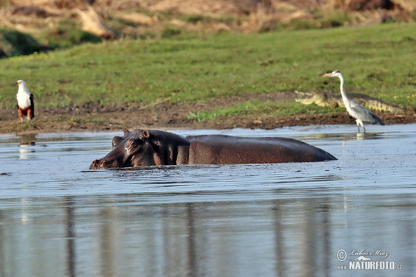 Flusspferd (Hippopotamus amphibius)