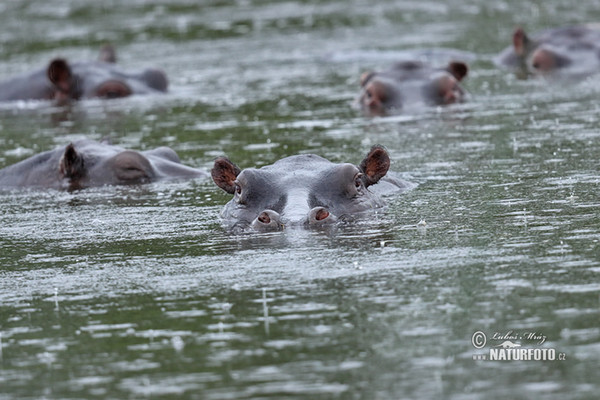 Flusspferd (Hippopotamus amphibius)