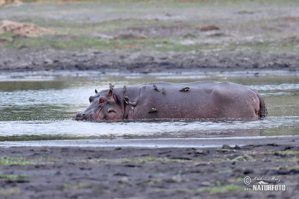 Flusspferd (Hippopotamus amphibius)