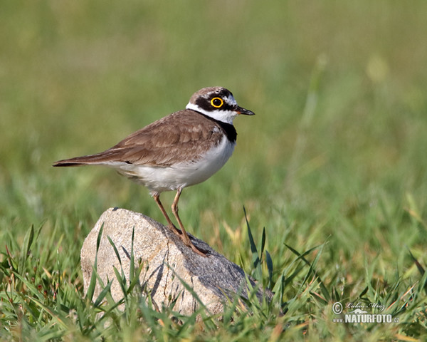 Flussregenpfeifer (Charadrius dubius)