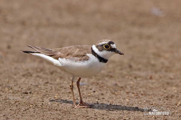 Flussregenpfeifer (Charadrius dubius)