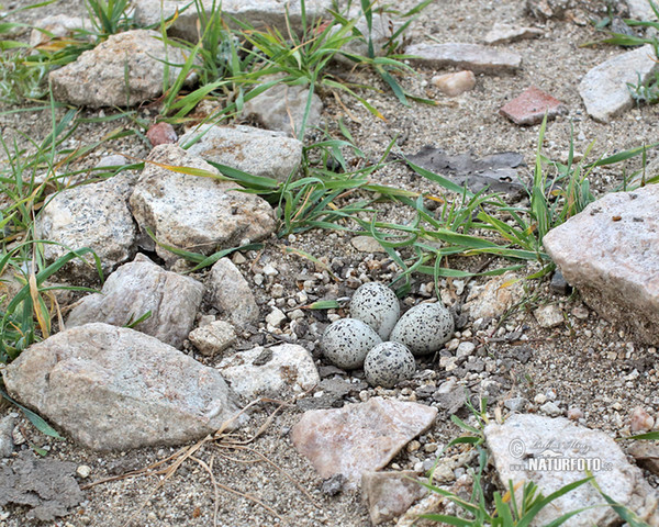 Flussregenpfeifer (Charadrius dubius)