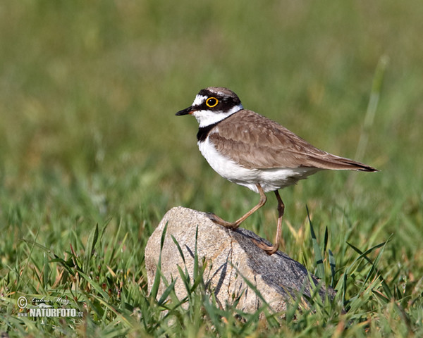 Flussregenpfeifer (Charadrius dubius)