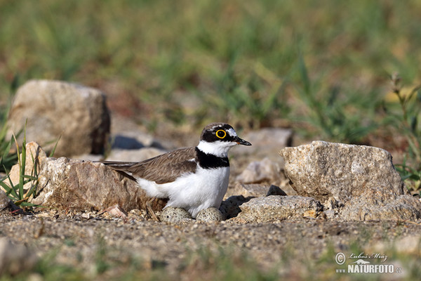 Flussregenpfeifer (Charadrius dubius)