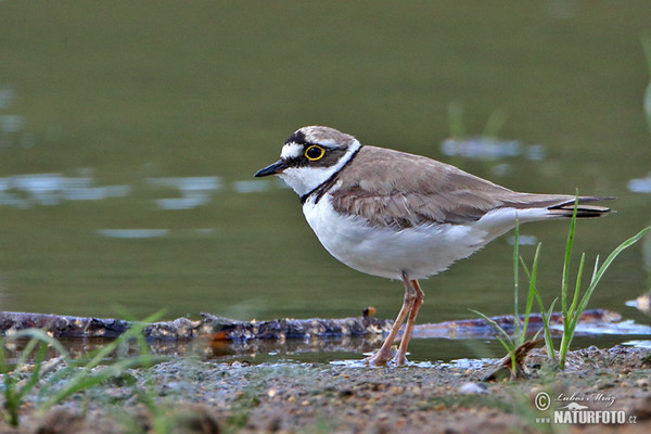 Flussregenpfeifer (Charadrius dubius)