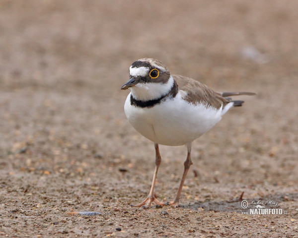 Flussregenpfeifer (Charadrius dubius)