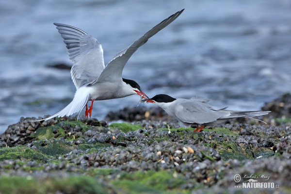 Flußseeschwalbe (Sterna hirundo)