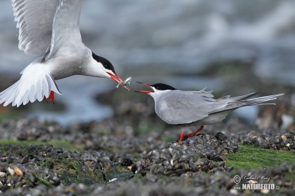 Flußseeschwalbe (Sterna hirundo)