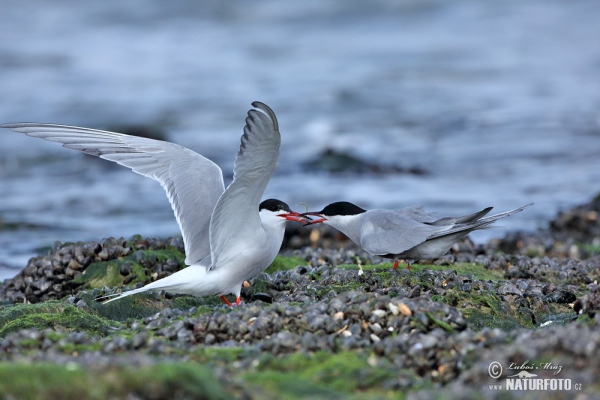 Flußseeschwalbe (Sterna hirundo)