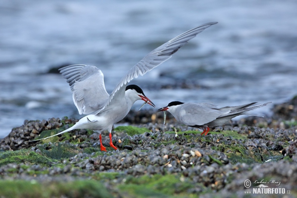 Flußseeschwalbe (Sterna hirundo)