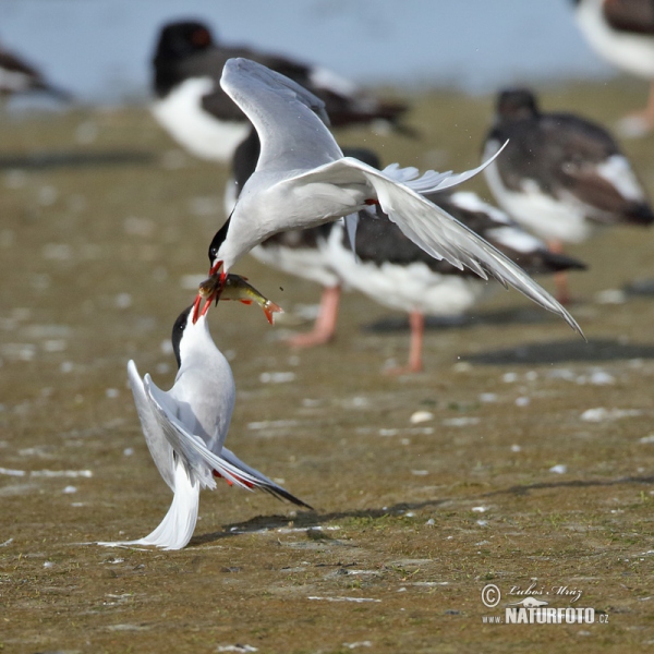 Flußseeschwalbe (Sterna hirundo)