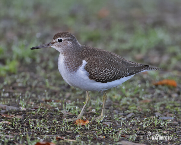 Flußuferiäufer (Actitis hypoleucos)