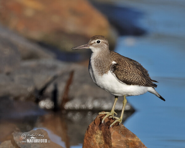 Flußuferiäufer (Actitis hypoleucos)