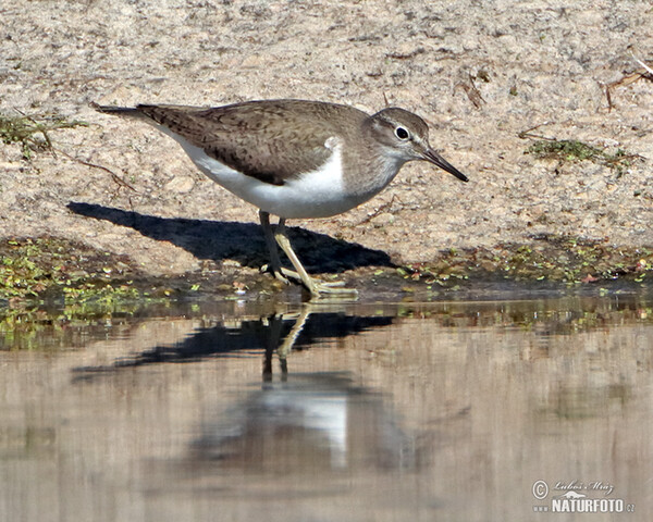 Flußuferiäufer (Actitis hypoleucos)